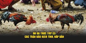 Đá gà trực tiếp c3 các trận đấu kịch tính hấp dẫn