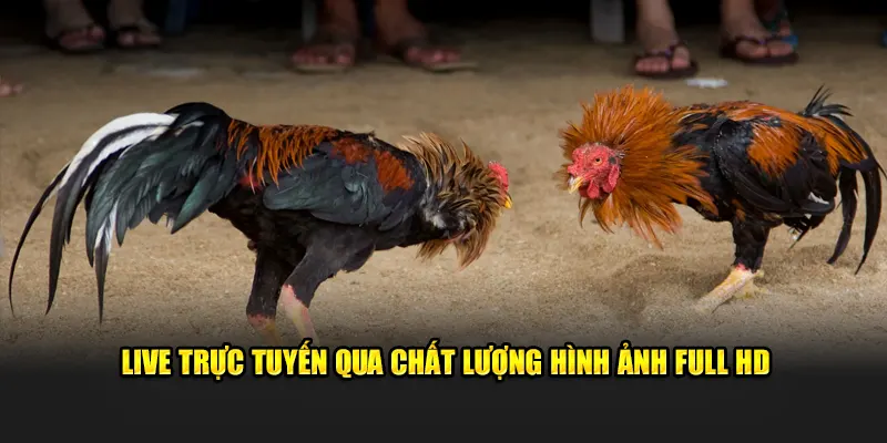 Live trực tuyến qua chất lượng hình ảnh full HD 